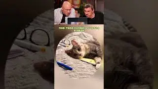 BEST Prank with a Cat!! 🥹 😁