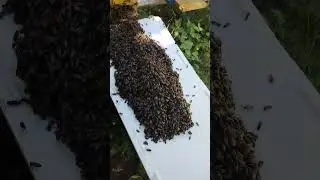 Испытываю новый метод замены старой злой пчеломатки на молодую плодную!!!