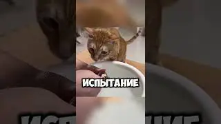 I tested my cats' intelligence… The results were hilarious!