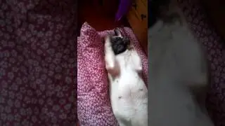 Доброе утро из жизни мопса!))