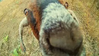 Козы сделали контент)) // Цветочки // Юбилей