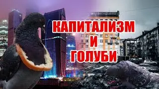 Разница между капитализмом и социализмом на примере голубей.