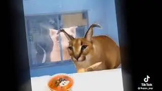 что за мной? #шлёпгуляй