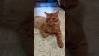 Кто не платит за квартиру#cat #смешные  котики#юмор