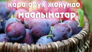 КАРА ОРУК ЖОНУНДО КЫЗЫКТУУ МААЛЫМАТАР