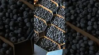 Быстрое варенье из голубики с лимонными дольками 🫐#рецепты # варенье #relaxing #food #джем #shorts