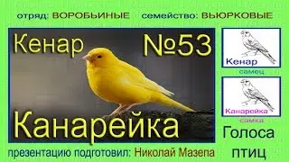 Канарейка. Кенар. Голоса птиц