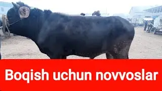 Чоршанба Туда новвос бозори ва ёш новвослар нархлари билан танишасиз. Наманган в Норин туман