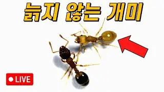 이 일개미는 왜 늙지 않는 걸까?