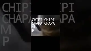 Simp 😎 #sipm #webm #chipichipi #приколы #юмор #mem #cat #funnycats #коты
