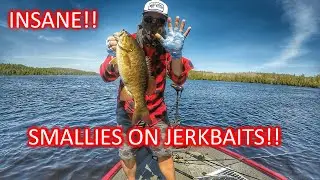 Jerkbait Smallmouth Smashfest!