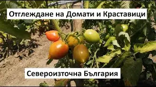Отглеждане на Домати и Краставици в Североизточна България
