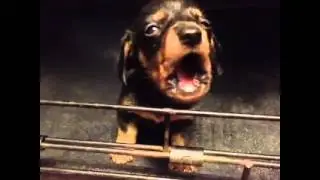 Cutest little thing
