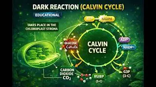 Calvin Cycle Explained: Reduction Phase & RuBP Regeneration | Step-by-Step Guide