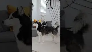 Huskies Pranked By Skeleton!