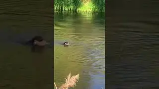 Натаска и воспитание дратхааров