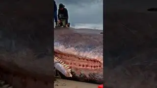 GIANT SQUID vs SPERM Whale