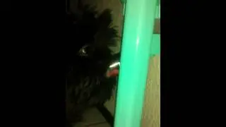 Shih Tzu - Nina - Bebedouro de Bilha