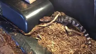 How much does a 2 year old Cuvier Dwarf Caiman Weigh