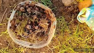 Нашествие улиток и слизней, способ борьбы (механическая сборка)