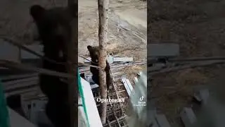 Форточник