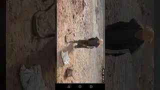 اشهر عساوي في المغرب يمسك ثعبان ضخم