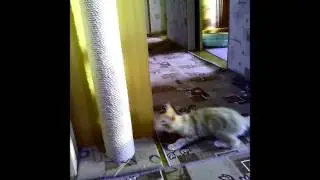 Когтеточка