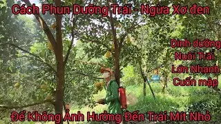 Cách Phun Dưỡng Trái - Sâu - Ngừa Xơ Đen Cho Vườn Mít Indo Ruột Đỏ Trái Còn Nhỏ