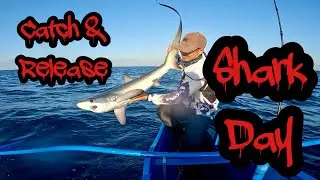 Thresher shark catch and release