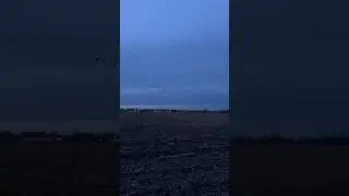 Гуси на зимовки Германия 02.02.2024 