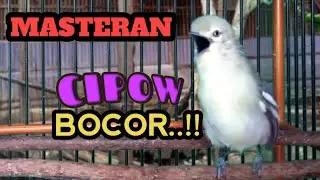 CIPOW NGETIR NAGEN DI TANGKRINGAN ‼️ PANCINGAN PALING JITU UNTUK CIPOW MALAS BUNYI