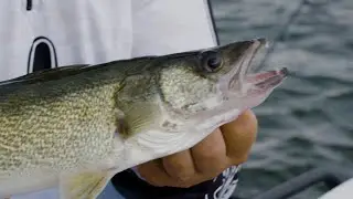 Catching Walleye on the Saginaw Bay with Salmo Hornets
