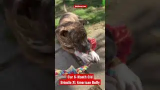 6 Month Old Brindle XL American Bully Girl Puppy - She’s A Family Dog Growing Nicely 🥰❤️😍
