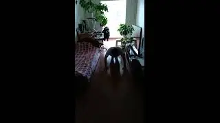 А сколько раз отожмёшься ты?) Стараюсь отжиматься, каждый день ( пока лимит 70 раз)
