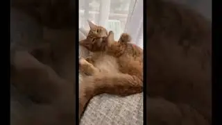 У меня есть демон в голове