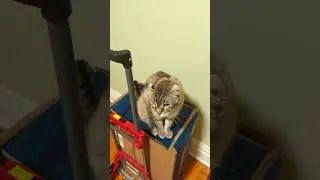 Sometimes the Chewy box arrives too early