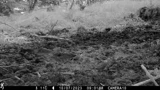 Eurasian jay (Garrulus glandarius)