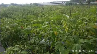 Fix!! Bukti Nyata!! Cara Agar Cabe Rawit Berbuah Banyak - Pupuk Cabe Yg Bagus - Mengatasi Hama Cabe