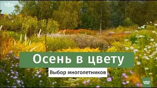 Осенние многолетники в саду  Морозостойкие цветы для сада