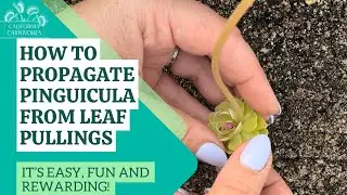 How to Make Pinguicula from Leaf Pullings (it’s easy and fun!)
