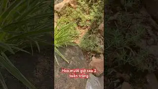 Hoa mười giờ mix sau 2 tuần #hoamuoigio #hoa10h #hoamườigiờ