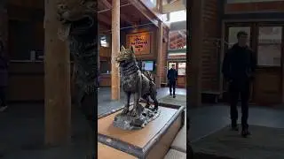 ✅ out our FANCY DIGS in Alaska 🏔️ (McKinley Chalet Resort) 