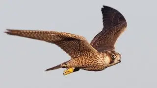 Halcón peregrino