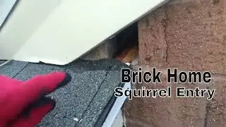 Common Squirrel Entry on Brick Home | Weak Point Exposed