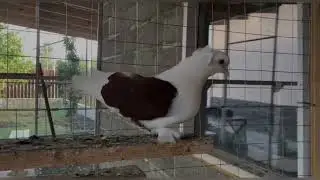 Голуби Кубани 🤍🕊️ Краснодарские голуби