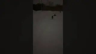 Корсик в упряжке 😄