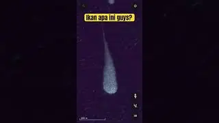 Ikan apa ini guys? 