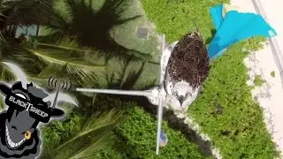 THE BAHAMAS [Team BlackSheep]