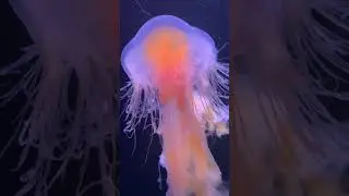 Медуза завораживает