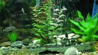 Community Fish Tank: 20 Gallon Fresh Water Aquarium